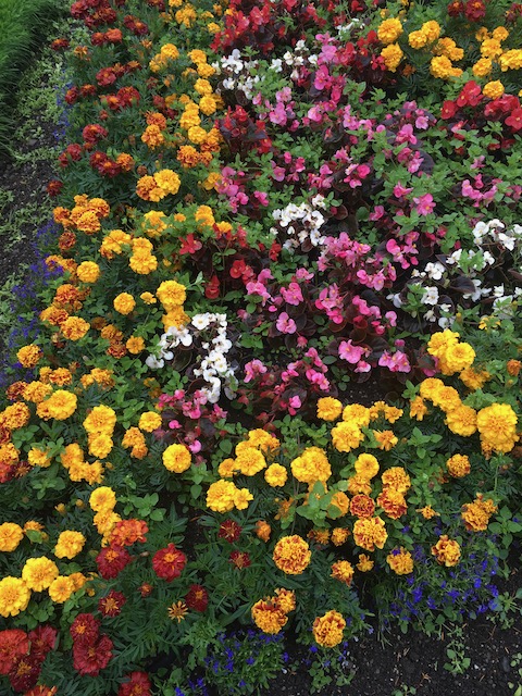 Flower bed in Maynooth, Ireland, also merely added here to brighten up the otherwise text-only page