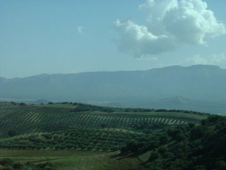 Endless hills with olive trees